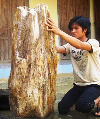 Nhặt được cây hóa thạch đường kính 50cm