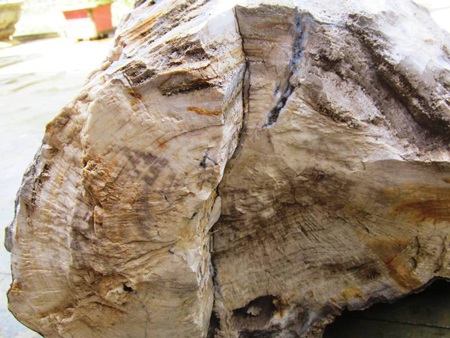 Nhặt được cây hóa thạch đường kính 50cm