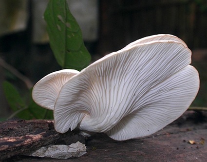 Phát hiện nấm cực hiếm ở Vườn quốc gia Cát Tiên - 1 Phát hiện nấm cực hiếm ở Vườn quốc gia Cát Tiên