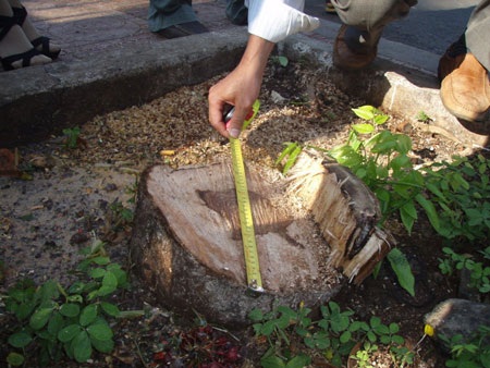 Cây sưa 12 năm tuổi bị cưa hạ trong đêm