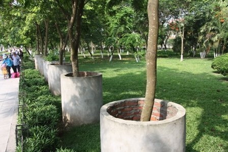 Sưa “mặc váy bê tông” vẫn không an toàn - 1 Sưa “mặc váy bê tông” vẫn không an toàn