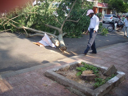 Cây sưa 12 năm tuổi bị cưa hạ trong đêm