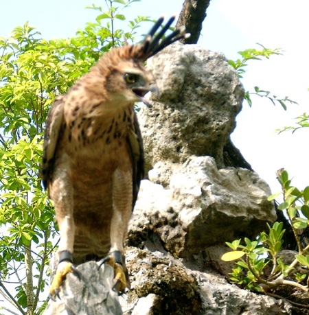 Con chim ông Hai đang nuôi dưỡng
