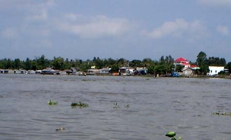 Cù lao Tân Lộc nằm
giữa sông Hậu.