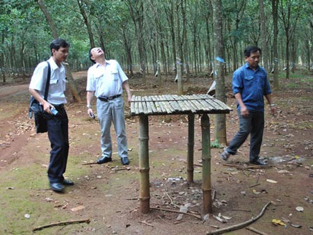 Vụ thịt kho có dòi: Không biết dòi ở đâu ra (?!) - 1 Chiếc bàn tre nơi tập
kết thức ăn trưa bên ngoài lô cao su...