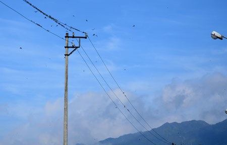 Hàng trăm con chim én bay về Sa Pa - 5 Ngọc Triển