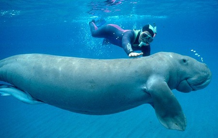 Bò biển 100 kg bị sát hại - 1 Bò biển nằm trong sách đỏ Việt Nam và thế giới