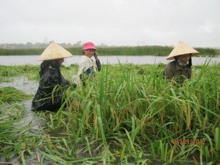 Bà con nông dân gặt lúa chạy lũ (Ảnh: Đức Tài)