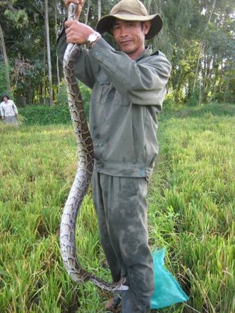 Bắt được trăn dài gần 2m nằm trong ruộng lúa - 1 Anh Hiệu hào hứng với con trăn vừa bắt được