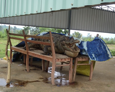 Con cá sấu khi được đưa về trụ sở UBND xã Ea Lâm