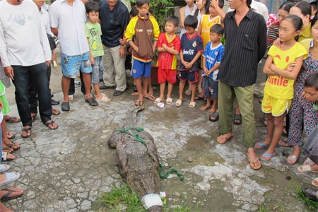 Hàng trăm cá sấu sổng chuồng