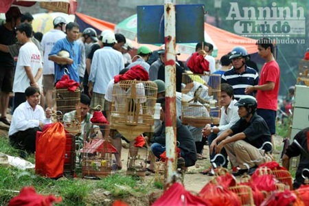 “Chợ chim 373 tỷ đồng” trên những căn nhà bỏ trống