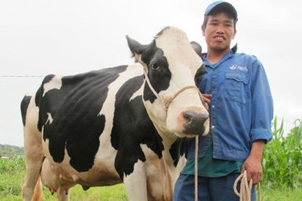Anh Chỉnh và một trong những con bò nổi tiếng của mình