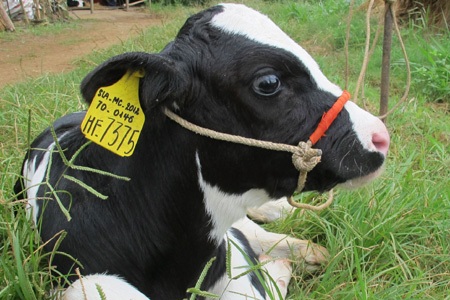 Con bê non nhà bà Đáng sẽ dự thi vẻ đẹp bê con ở “Hoa hậu bò sữa Mộc Châu 2012”.