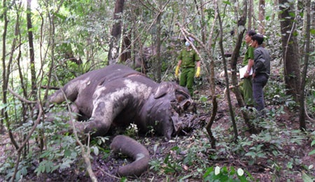 Cá thể voi bị giết hại tại VQG Yok Đôn hồi tháng 8 vừa qua