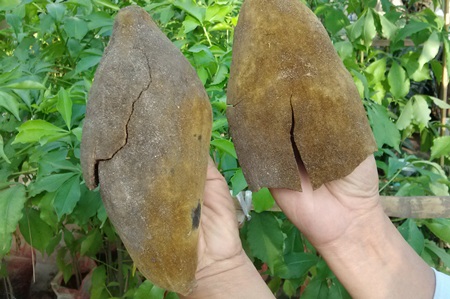 Chúng được ông Ngà lấy giống từ quả của một cây Bao Báp lớn ở Huế