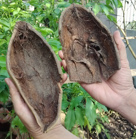 Mang về 3 quả, ông chỉ thành công 1 quả với 108 cây còn sống