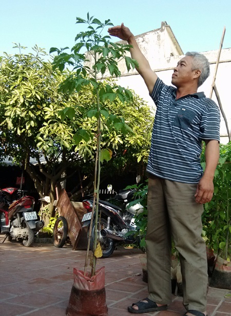 Và chỉ sau 6 tháng, chúng phát triển khá nhanh, có cây lớn đã cao gần 2m