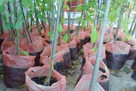 Cây bao báp không đòi hỏi nhiều chất dinh dưỡng