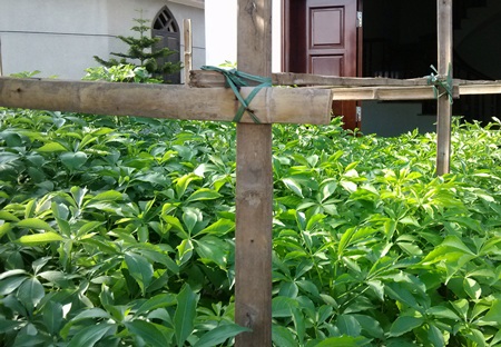 Cây bao báp không đòi hỏi nhiều chất dinh dưỡng