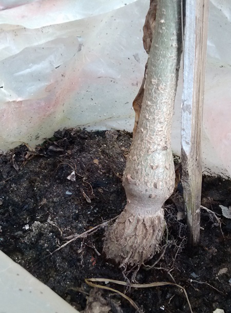 Cây bao báp không đòi hỏi nhiều chất dinh dưỡng