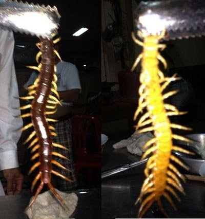 Đang ăn cơm bị rết “khủng” bò lên đùi - 1 Cận cảnh con rết “khủng” mặt trước và mặt sau.