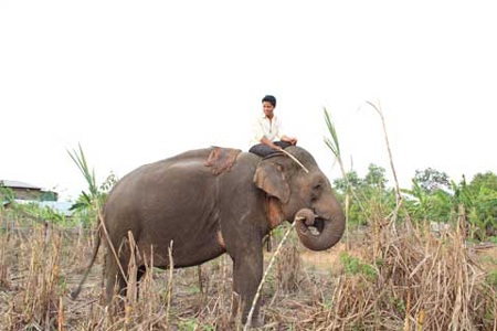 Bị vắt kiệt sức nhưng voi nhà được cho ăn rất hạn chế.