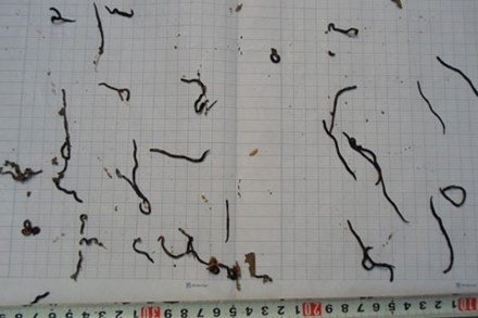 “Sinh vật lạ” xuất hiện hàng ngàn con đã gây hoang mang cho gia đình chị Lựu