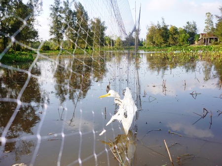 Cùng chung số phận với nhiều chú chim khác, con cò xấu số này đã mắc bẫy - Ảnh: Hải Âu.