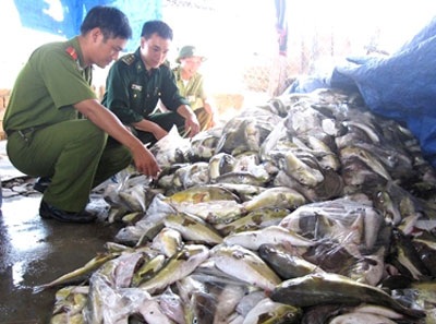Lén lút “khai quật” cá nóc độc bị tiêu hủy để đem bán - 1 Số cá nóc độc bị cơ quan chức năng thu giữ