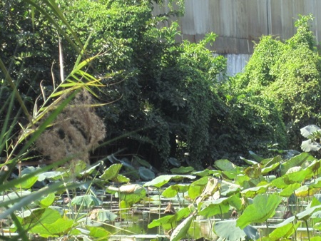 Ao sen nơi phát hiện xác chết