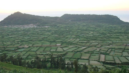 Toàn bộ diện tích trồng hành