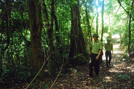 Đảo Ba Mùn luôn là nơi nhòm ngó của lâm tặc vì nơi đây có nhiều loài cây và thú quý hiếm.