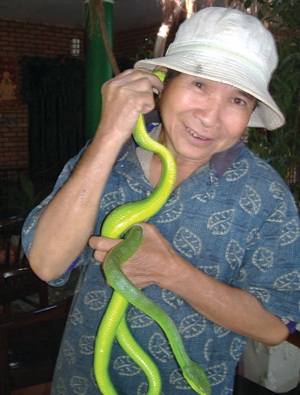Xem rắn lục… ngoáy tai người - 2 … ngoáy tai… đã lắm!