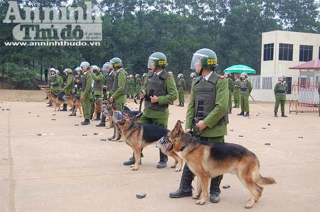 Những chú cảnh khuyển trong tư thế sẵn sàng chiến đấu.