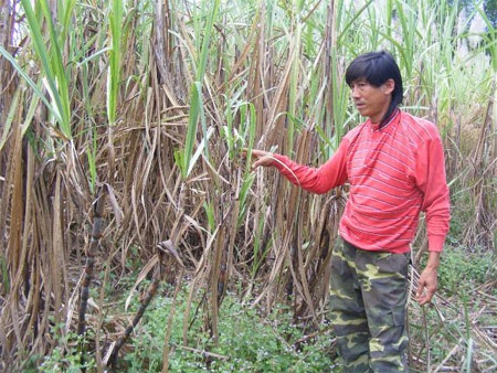 Cả xã khiếp sợ vì voi liên tục “dỡ” nhà, phá vườn - 2 Những gốc mía còn sót lại sau cuộc đổ bộ của các ông voi.