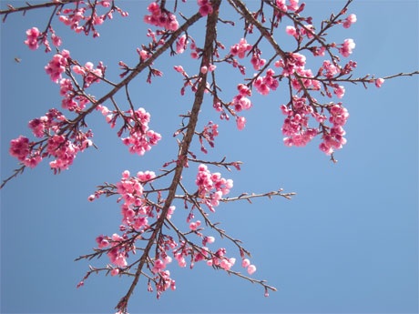 Phạm Ngọc Triển