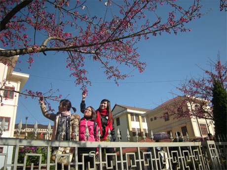 Phạm Ngọc Triển