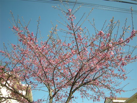 Phạm Ngọc Triển