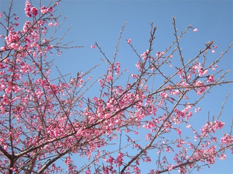 Phạm Ngọc Triển