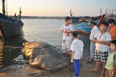Ngư dân kể chuyện bắt “cá thần” nặng hơn 1 tấn - 4 Ngư dân kể chuyện bắt “cá thần” nặng hơn 1 tấn