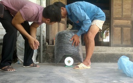 Rộ việc người dân bắt ong bầu bán sang Trung Quốc - 2 Rộ việc người dân bắt ong bầu bán sang Trung Quốc