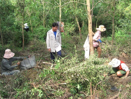 Người dân khắp nơi ùn ùn kéo đến núi Gò Đá phá rừng tìm cây xáo tam phân
