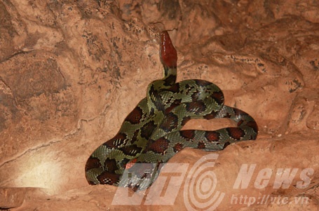 Loài trăn đá trong hang Hằng
