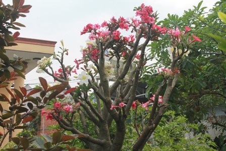 Độc đáo vườn kiểng cây 5 trái, hoa 7 màu - 4 Hoa sứ nhiều sắc màu cùng đua nở