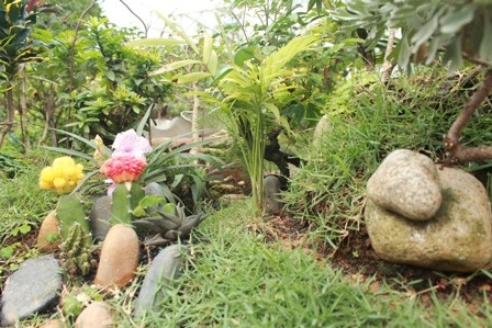 Độc đáo vườn kiểng cây 5 trái, hoa 7 màu - 5 Con đường nên thơ với hoa và đá dưới chân đồi và cây cầy bắt qua suối