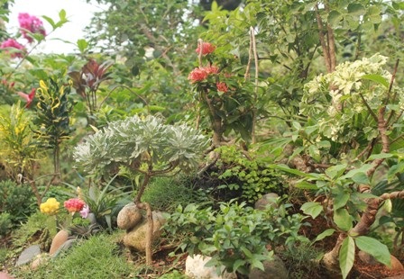 Độc đáo vườn kiểng cây 5 trái, hoa 7 màu - 7 Một quả đồi trong “Đường mòn Hồ Chí Minh” với rất nhiều cây cối, hoa lá