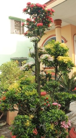 Độc đáo vườn kiểng cây 5 trái, hoa 7 màu - 8 Cây bông trang 8 tuổi với 7 màu hoa cùng đua nở