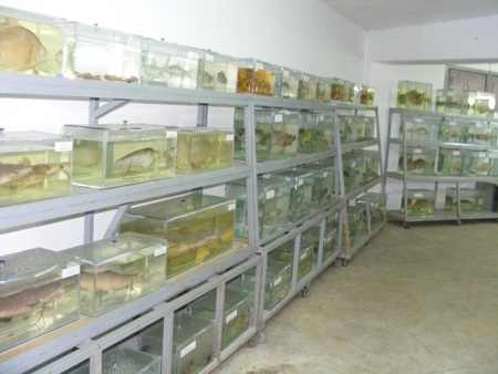 Độc đáo bộ sưu tập hơn 1.000 con cá sắp... biến mất - 2 Độc đáo bộ sưu tập hơn 1.000 con cá sắp... biến mất