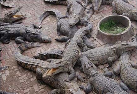 350 hộ dân nuôi trái phép hàng ngàn động vật hoang dã quý hiếm  - 1 350 hộ dân nuôi trái phép hàng ngàn động vật hoang dã quý hiếm